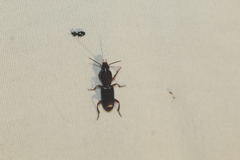 Stenomorphus californicus