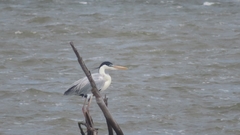 Ardea cocoi