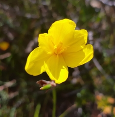 Bobartia filiformis