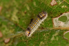 Acoloithus falsarius