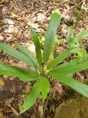 Carronia multisepalea