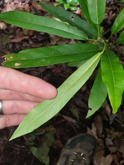 Carronia multisepalea