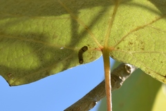 Acoloithus falsarius