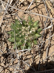 Mammillaria peninsularis