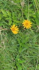 Sphagneticola trilobata