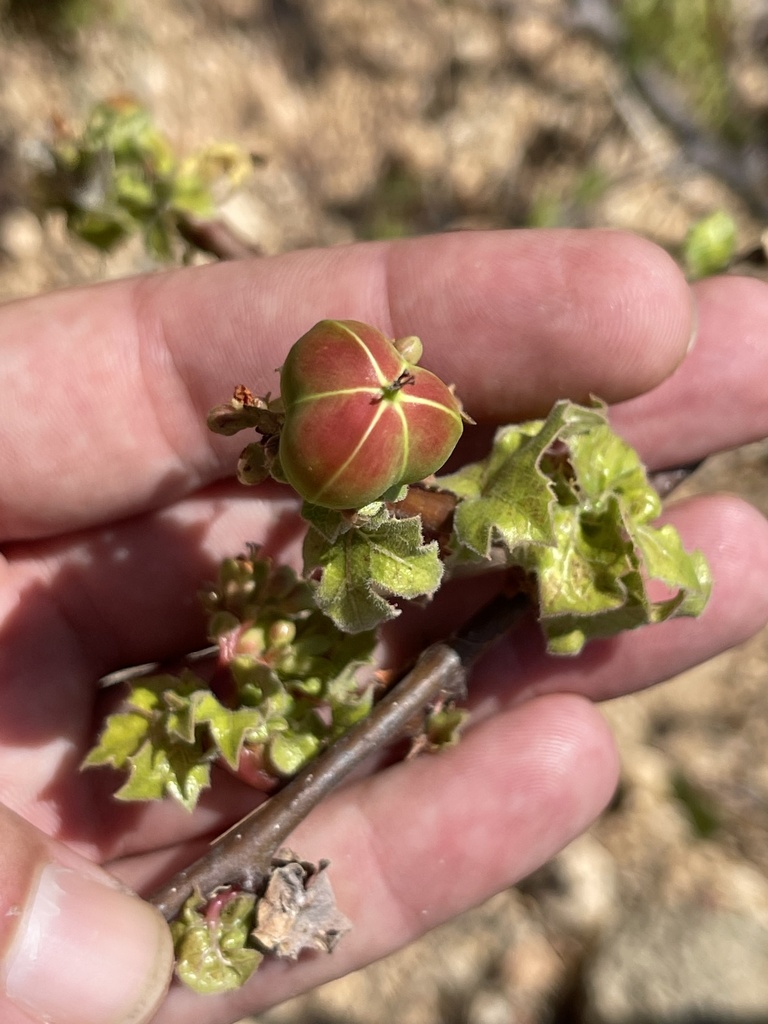 Moran’s Lomboy in October 2021 by Glenn Ehrenberg · iNaturalist