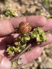 Jatropha moranii
