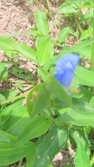 Commelina erecta