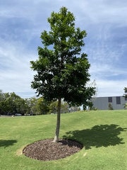Macadamia