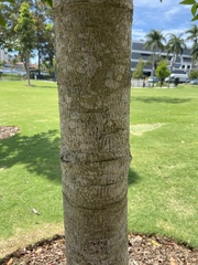 Macadamia