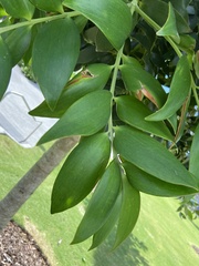 Macadamia