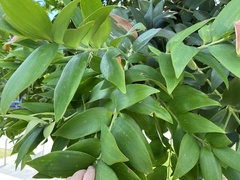 Macadamia