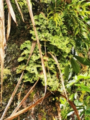 Pseudocyphellaria glabra