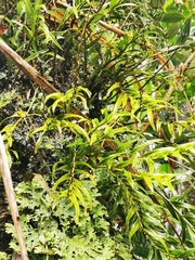 Pseudocyphellaria glabra