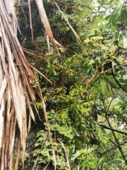 Pseudocyphellaria glabra