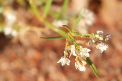 Trigastrotheca molluginea