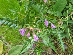 Solanum cinereum