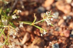 Trigastrotheca molluginea