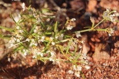 Trigastrotheca molluginea