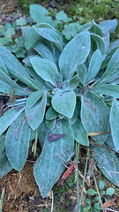 Magnoliopsida