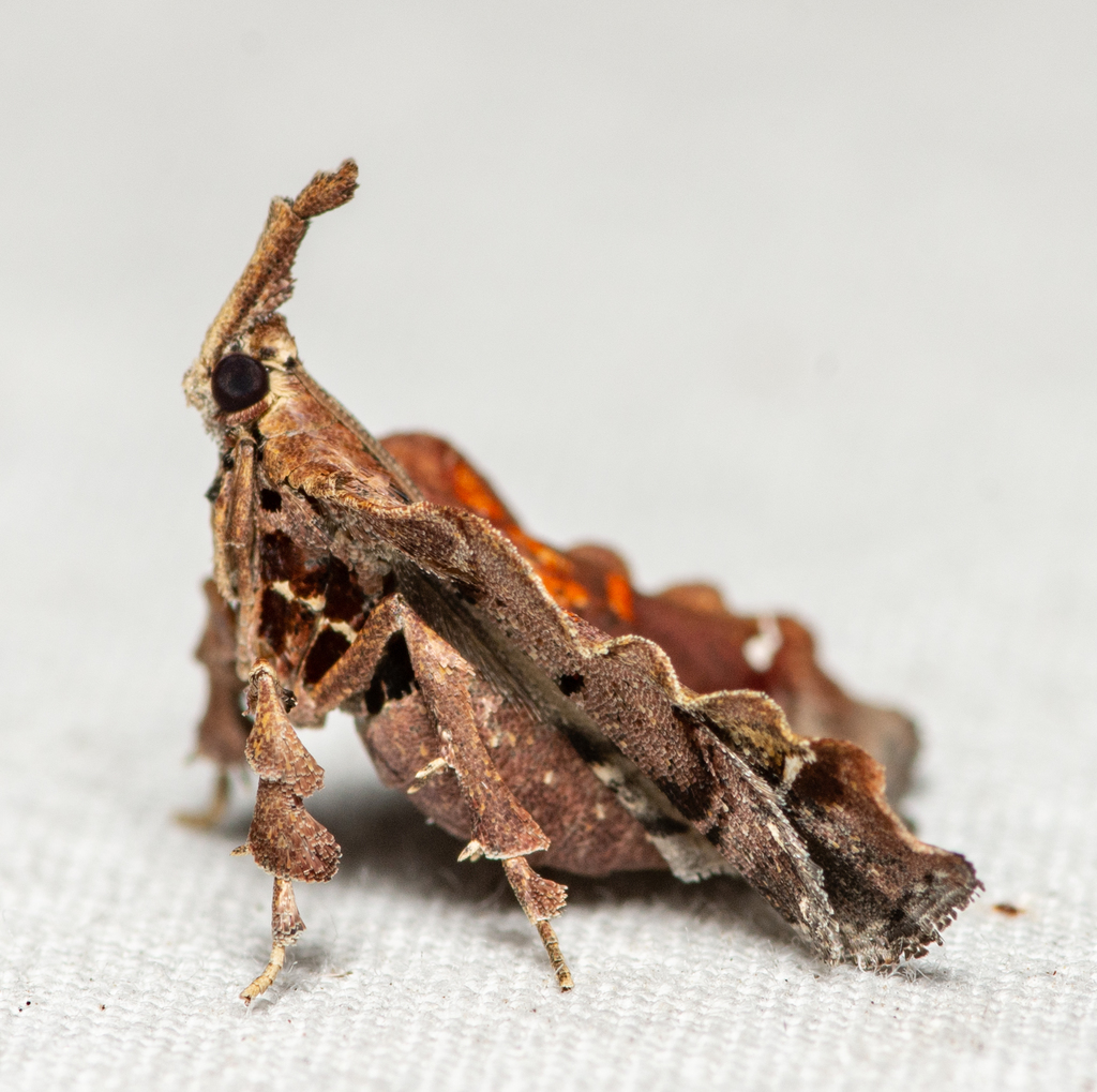 Trumpet Vine Moth