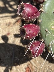 Opuntia sierralagunensis