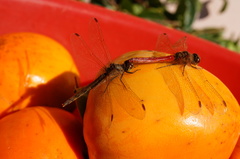 Sympetrum frequens