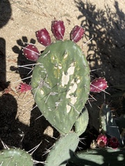 Opuntia sierralagunensis