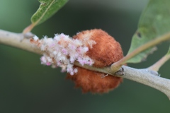 Striatoandricus aciculatus