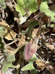 Aristolochia peninsularis