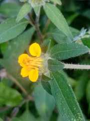 Sclerocarpus phyllocephalus