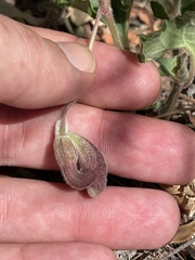 Aristolochia peninsularis