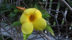Allamanda cathartica