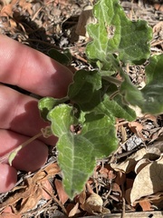 Aristolochia peninsularis