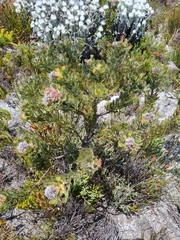 Serruria glomerata × villosa
