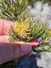 Serruria glomerata × villosa