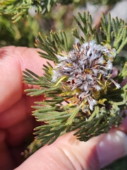 Serruria glomerata × villosa