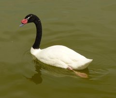 Cygnus melancoryphus