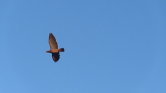 Patagioenas picazuro