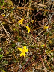 Senecio pubigerus