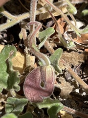 Aristolochia peninsularis