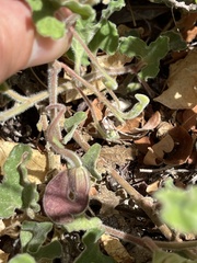 Aristolochia peninsularis