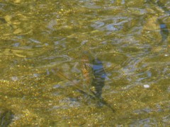 Hemibarbus longirostris