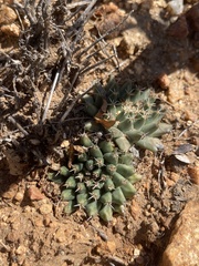Mammillaria peninsularis