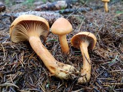 Chroogomphus helveticus