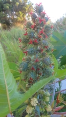 Ricinus communis