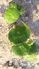 Hydrocotyle bonariensis