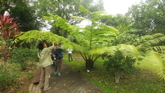 Angiopteris fokiensis