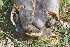 Testudo hermanni