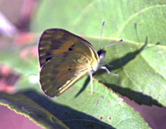 Colotis calais calais